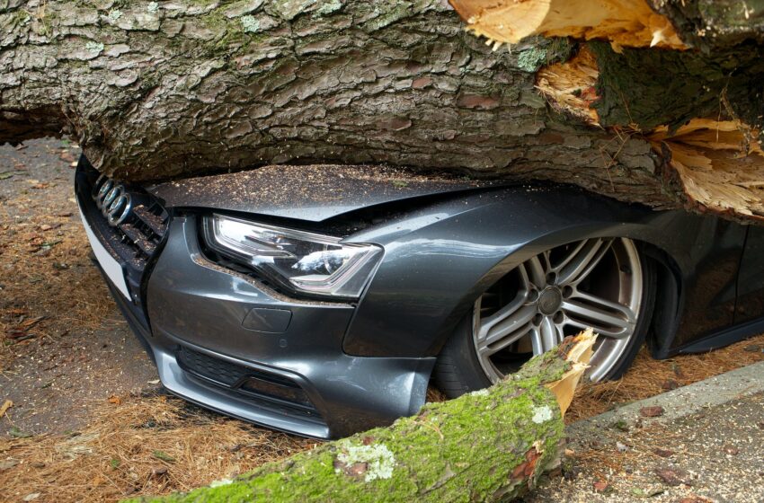  Teismas nusprendė, kad byloje dėl žalos nulūžusiai medžio šakai apgadinus automobilį priteisimo būtina įvertinti savivaldybės taisyklių teisėtumą