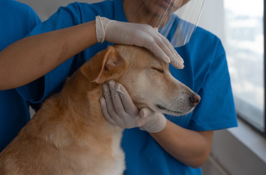  Pasaulinės pasiutligės dienos proga – nemokamas naminių gyvūnų vakcinavimas