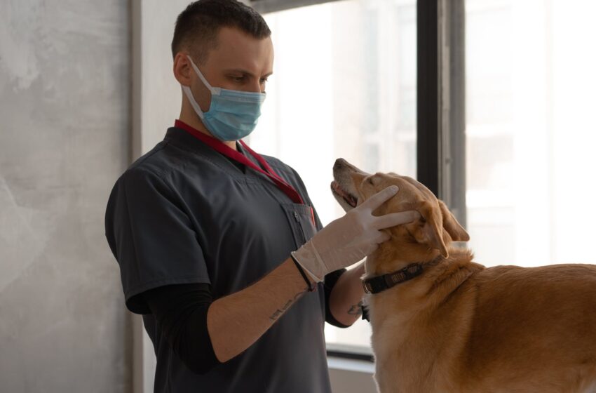  Nuo naujųjų metų veterinarijos gydytojai naudosis e. recepto sistema