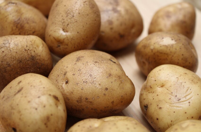  Lietuviškų bulvių sezonas įsisiūbavo: su kokias iššūkiais teko susidurti augintojams ir kas iš bulvių dar neragauta?