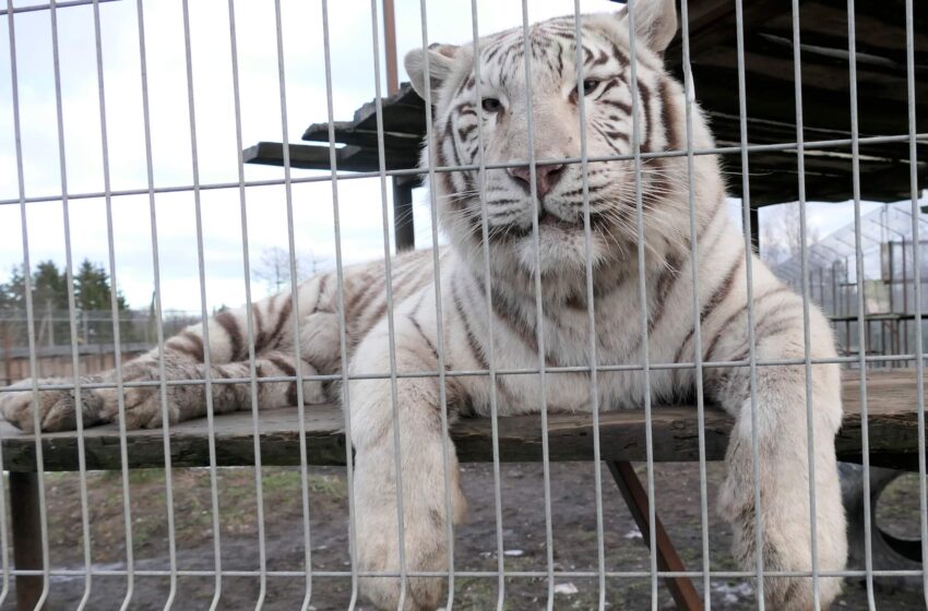  Klaipėdos zoologijos sode – vieni rečiausių Baltijos šalyse baltieji tigrai