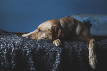  Baigtas ikiteisminis tyrimas dėl nelaimingo įvykio, kurio metu Šakių rajone sužalotas šuo