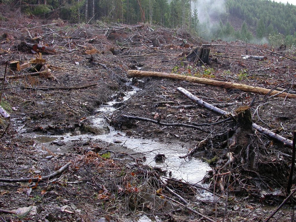 The Minister of the Environment cut down a forest in Klaipėda district, the opposition cut down the minister