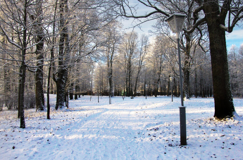  Parke po sniegu – rudeniniai lapai