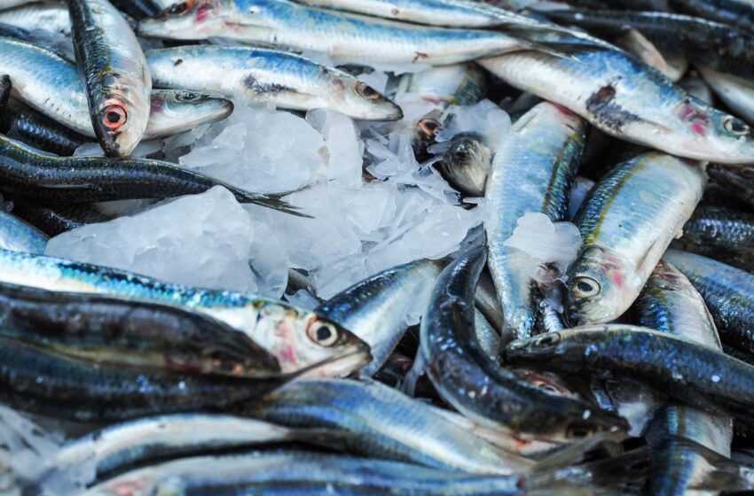  Turguje žuvimi prekiauta pažeidžiant reikalavimus